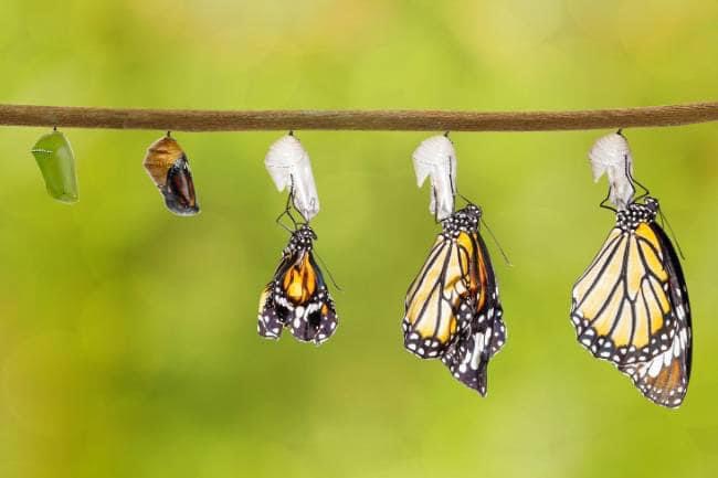 Success in a new role - the Caterpillar to Butterfly journey
